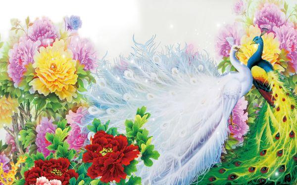 Peacock #045
